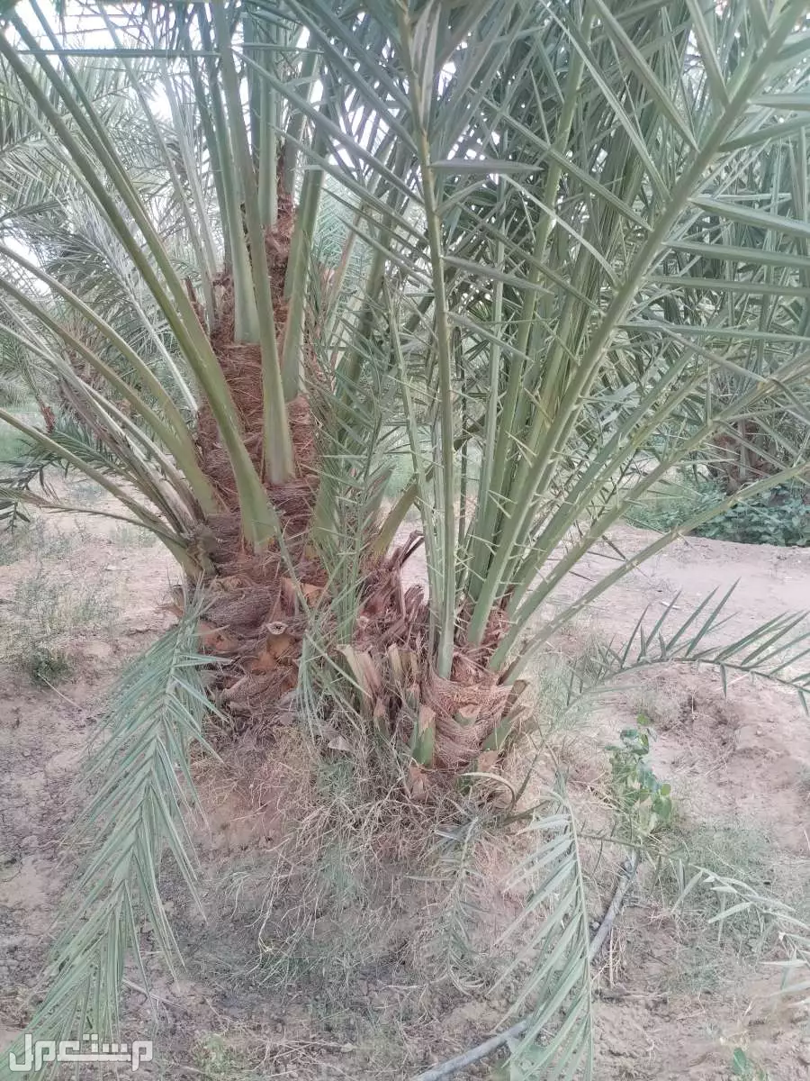 نخيل فاخر للبيع مع التوصيل الزراعه