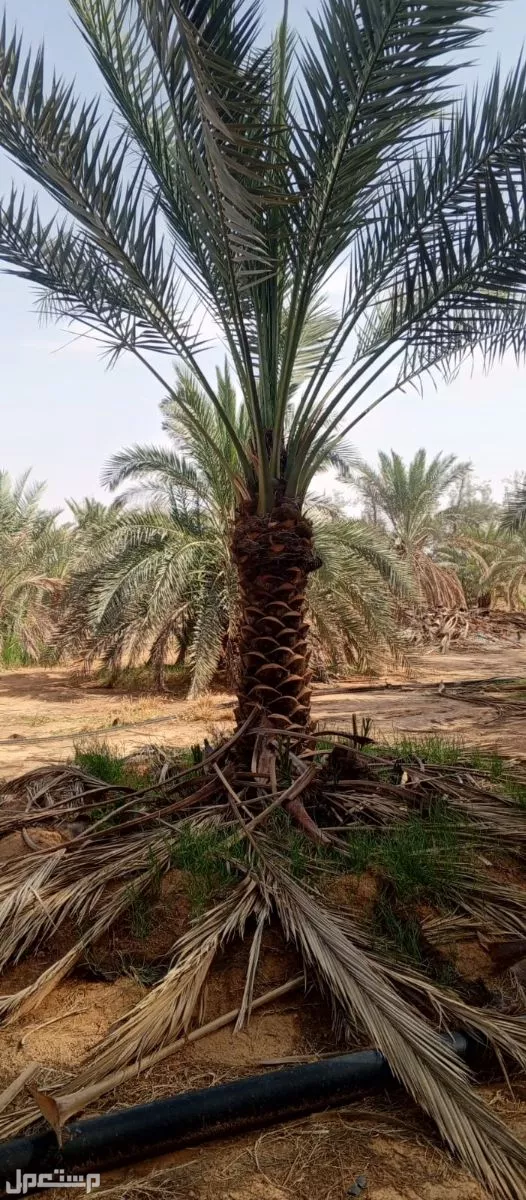 نخيل فاخر للبيع مع التوصيل الزراعه