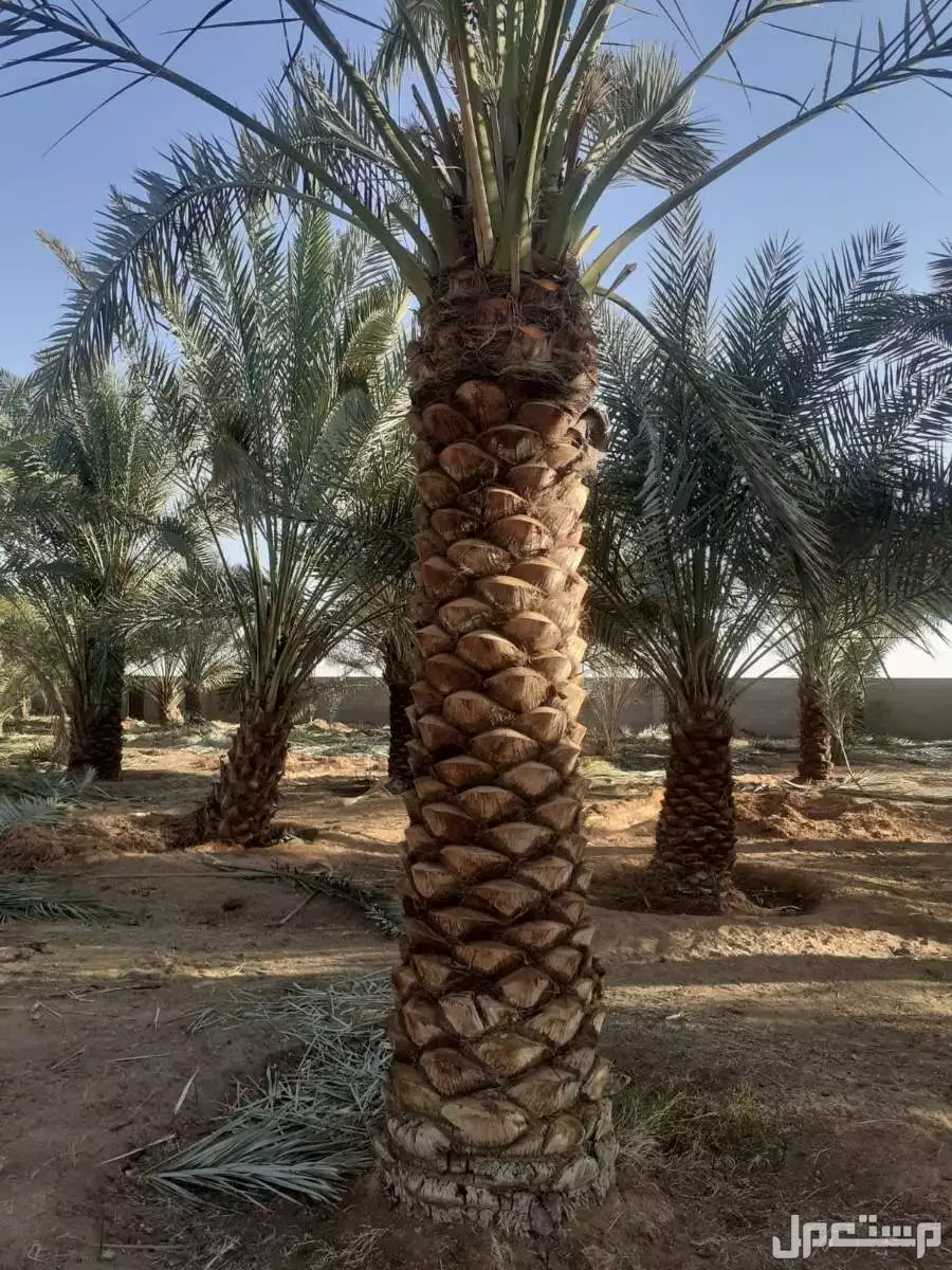 نخيل فاخر للبيع مع التوصيل الزراعه