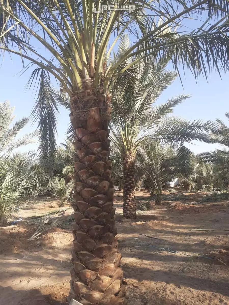 نخيل فاخر للبيع مع التوصيل الزراعه