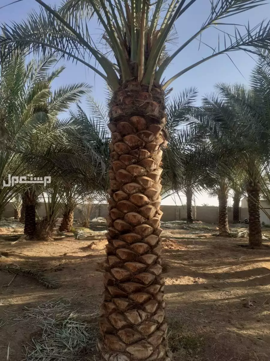 نخيل فاخر للبيع مع التوصيل الزراعه