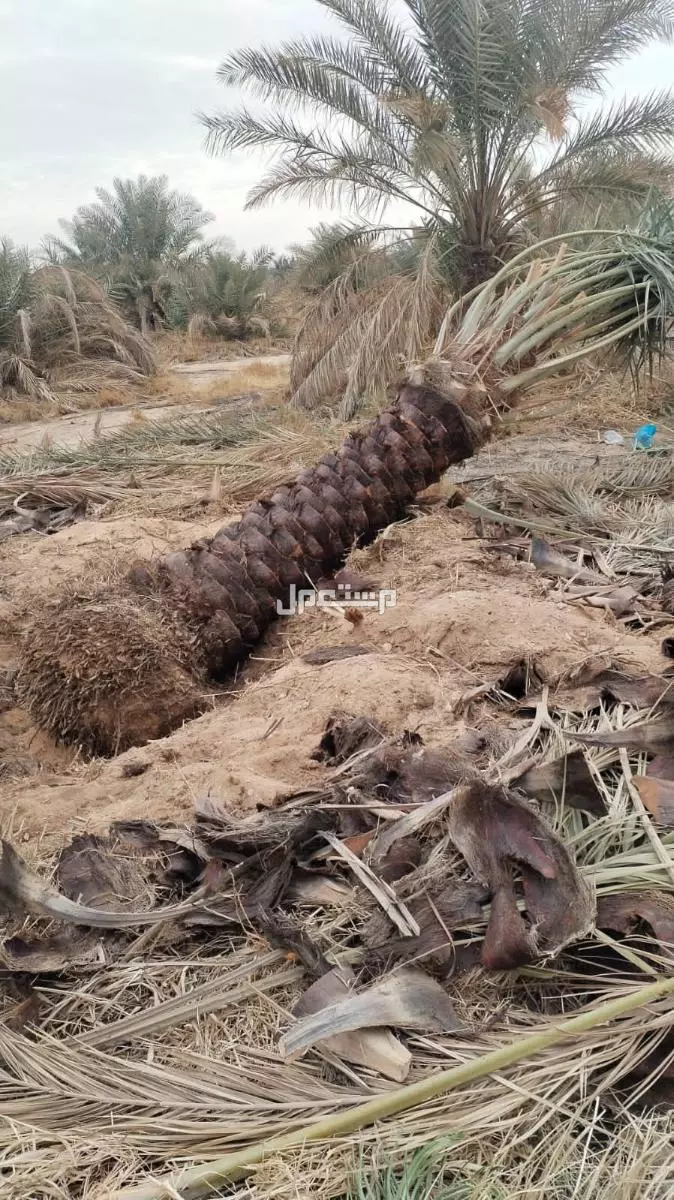 نخيل فاخر للبيع مع التوصيل الزراعه