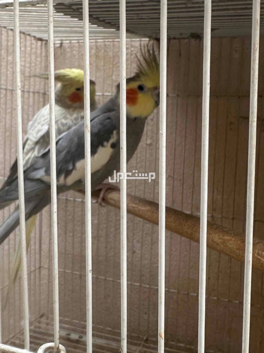 للبيع كروان جوز العمر فوق السنة  .... وكروان لاتينو عيون حمر عمره حول السبعة الشهور  في الأحساء بسعر 430 ريال سعودي