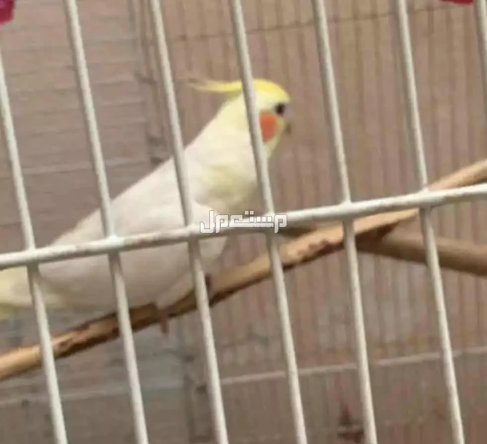 للبيع كروان جوز العمر فوق السنة  .... وكروان لاتينو عيون حمر عمره حول السبعة الشهور  في الأحساء بسعر 430 ريال سعودي