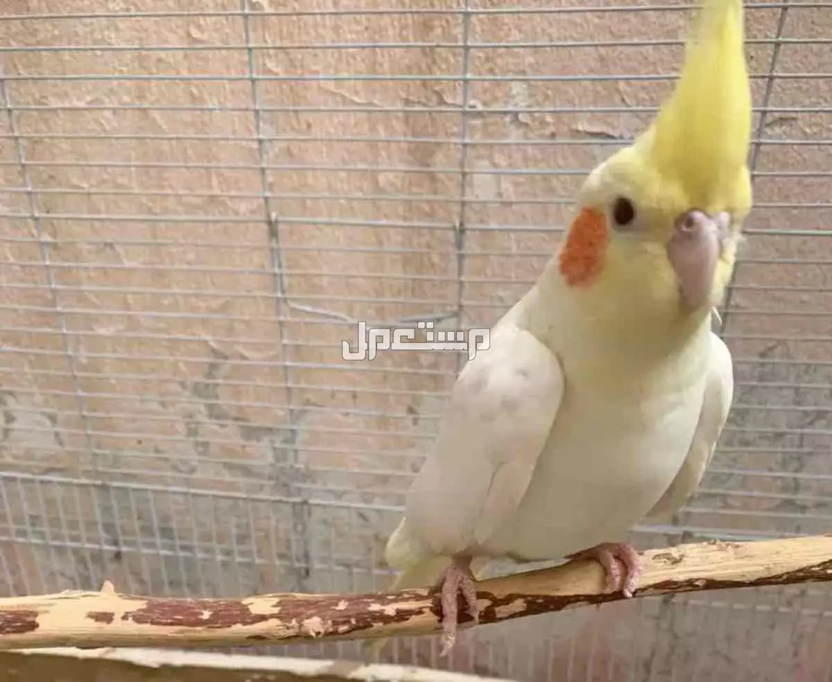 للبيع كروان جوز العمر فوق السنة  .... وكروان لاتينو عيون حمر عمره حول السبعة الشهور  في الأحساء بسعر 430 ريال سعودي