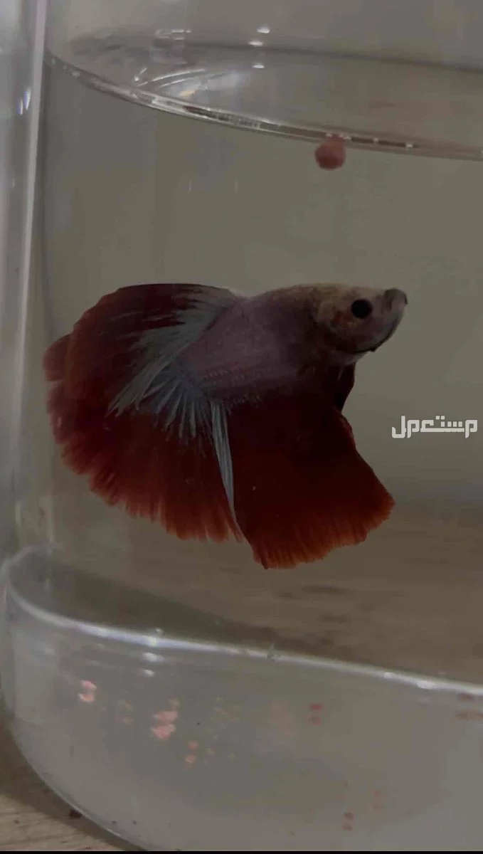 ( سمك ) سمكة فايتر سمكة فايتر للبيع مع اكلها في مكه حي الحمرا خلف المستهلك لتواصل واتس 0509878215  في مكة المكرمة بسعر 15 ريال سعودي