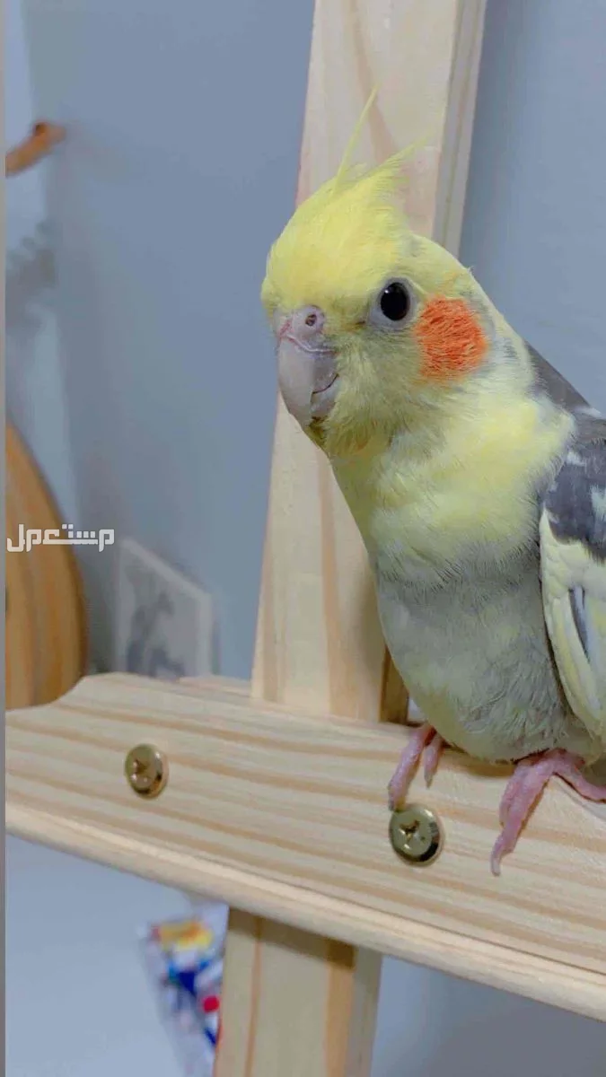 كروان ذكر يحب اليف في المدينه المنوره سعره 250 شامل الاكل والقفص
