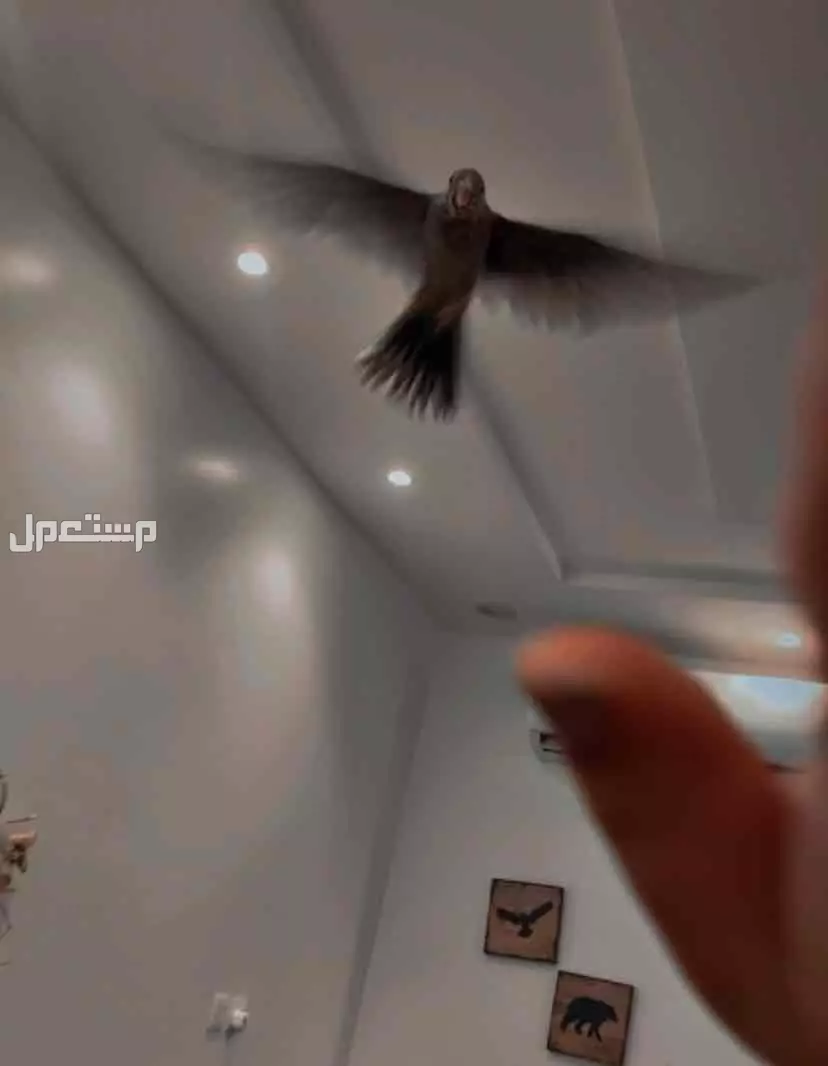 جدة بريمان كروان بسعر 250 ريال سعودي