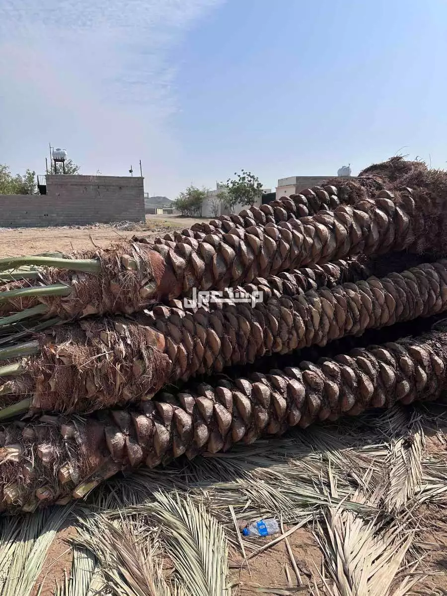 نخل  مثمر  للبيع  المقسات من مترين الى 4متر
