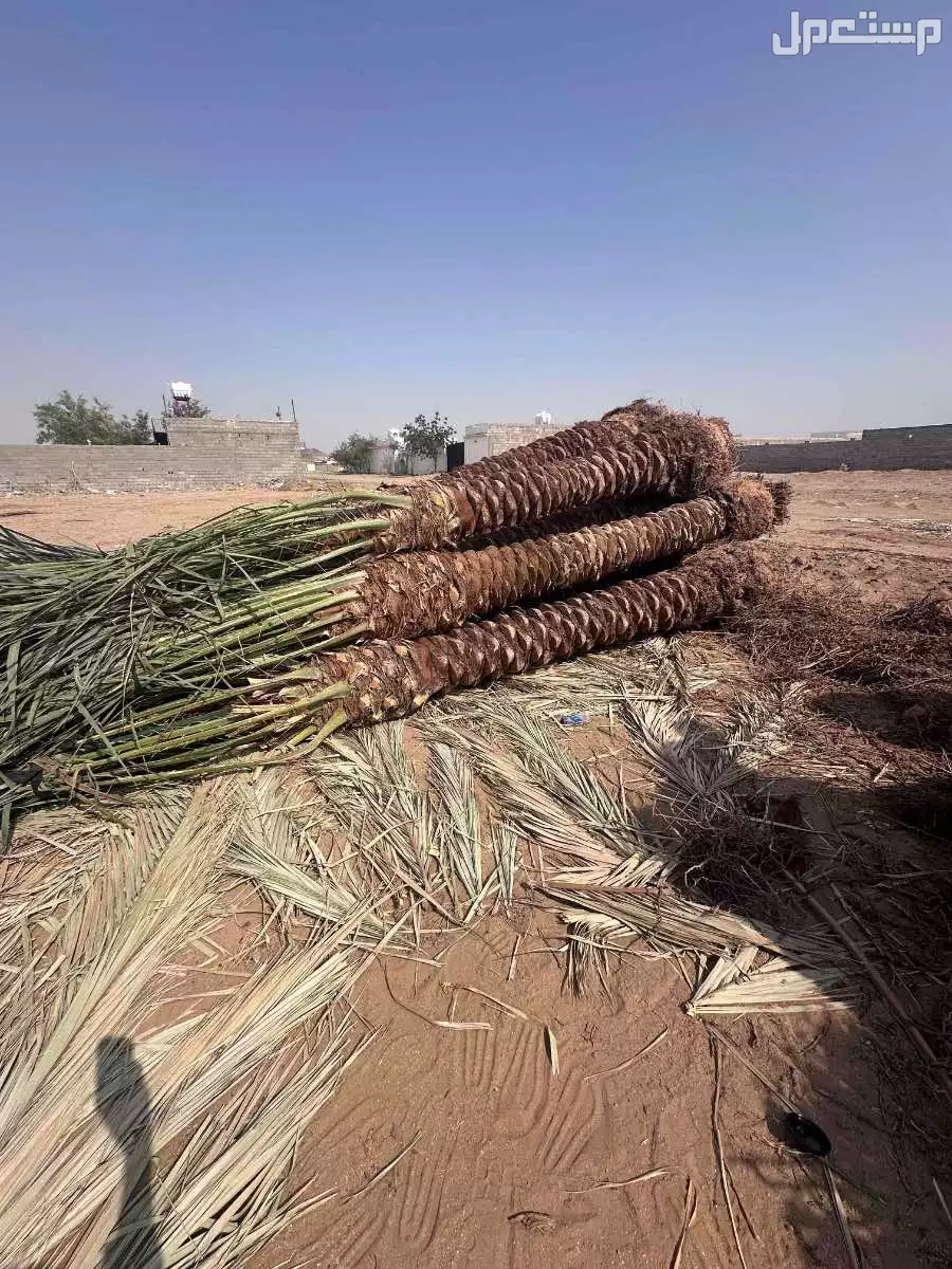 نخل  مثمر  للبيع  المقسات من مترين الى 4متر
