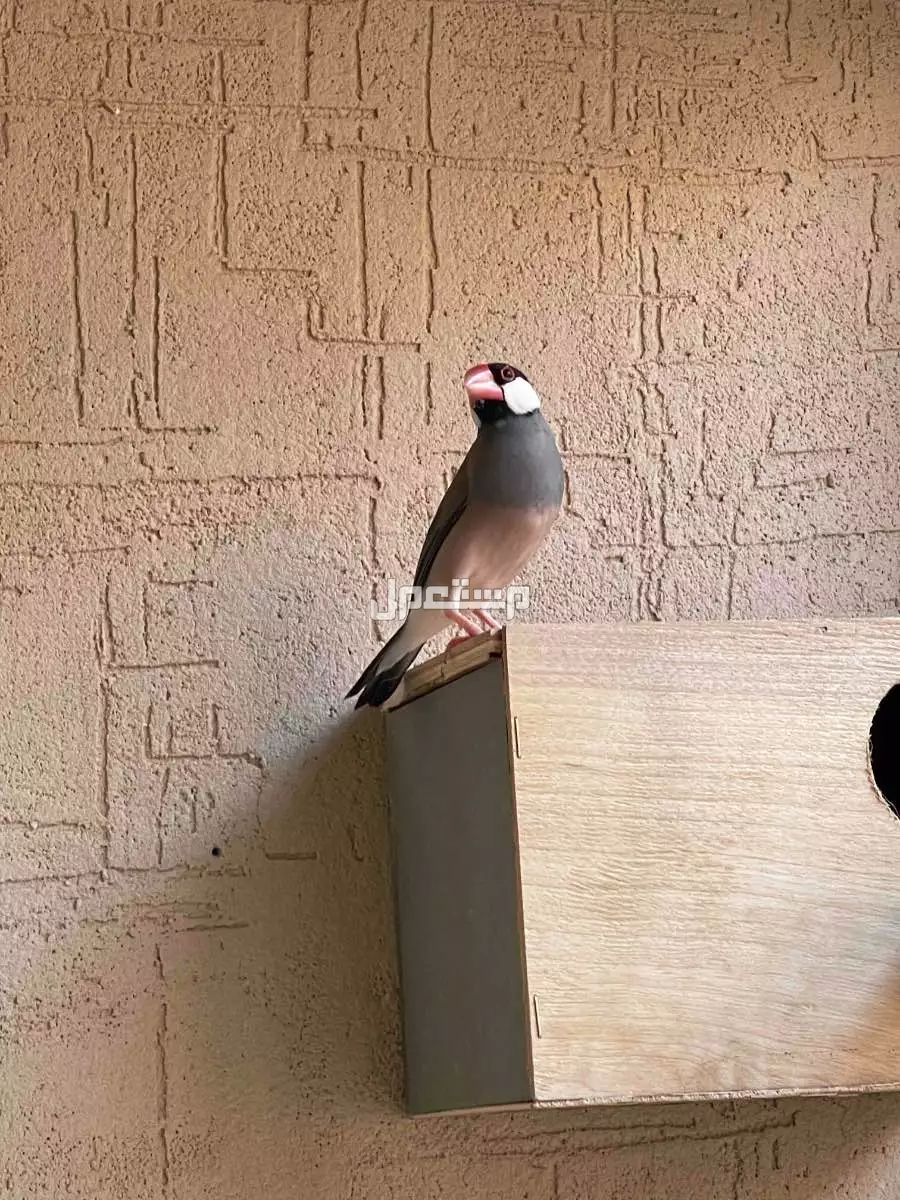 للبيع انثى جاوا جاهزة للانتاج  في الأحساء بسعر 100 ريال سعودي
