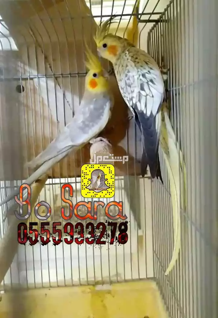 للبيع جوز كروان بيرول منتج تحته بيض