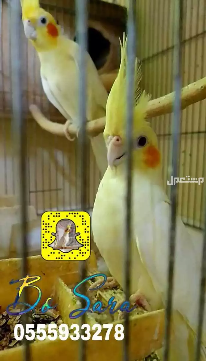 للبيع جوز كروان لتينو حجم و منتج