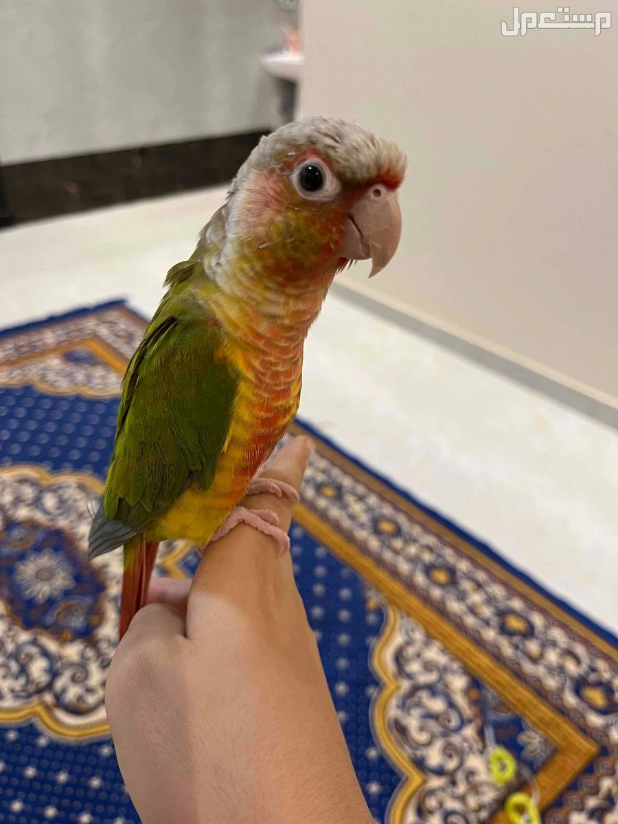 صن كنيور اناناس لعوب وجميل ذكر البيع بألف ريال مع جميع ملحقاته القفص والغذاء ويوجد مرجيحه له الموقع جازان