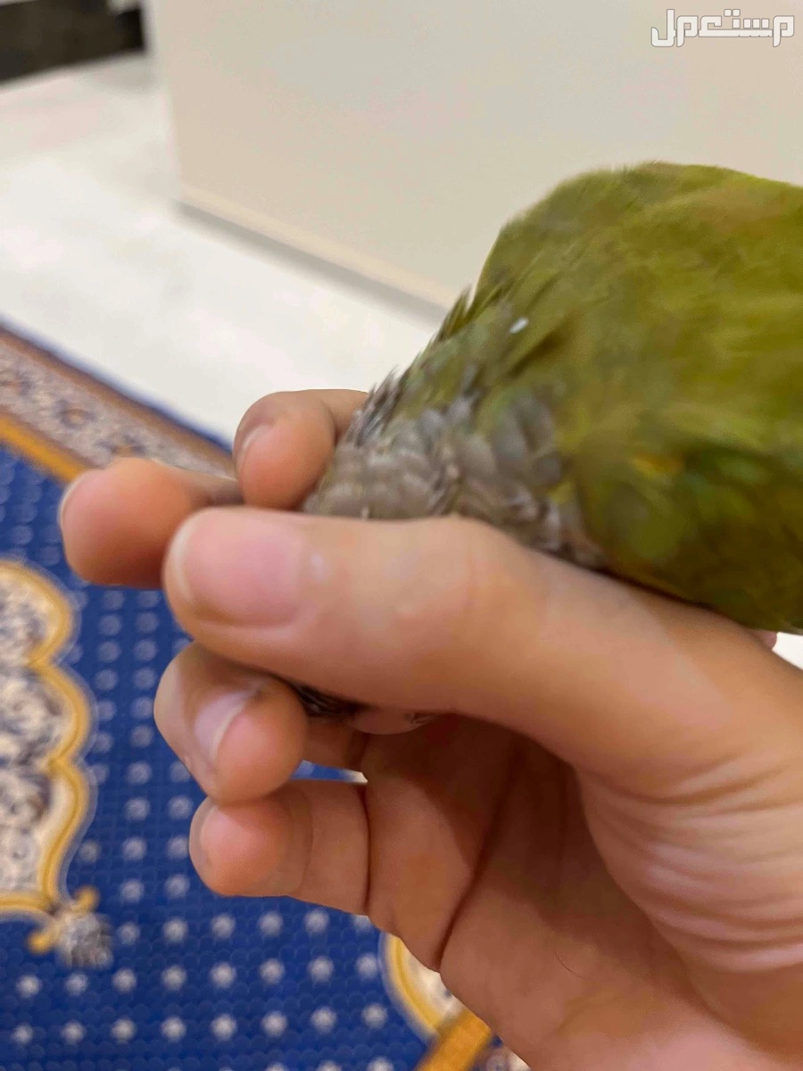 صن كنيور اناناس لعوب وجميل ذكر البيع بألف ريال مع جميع ملحقاته القفص والغذاء ويوجد مرجيحه له الموقع جازان