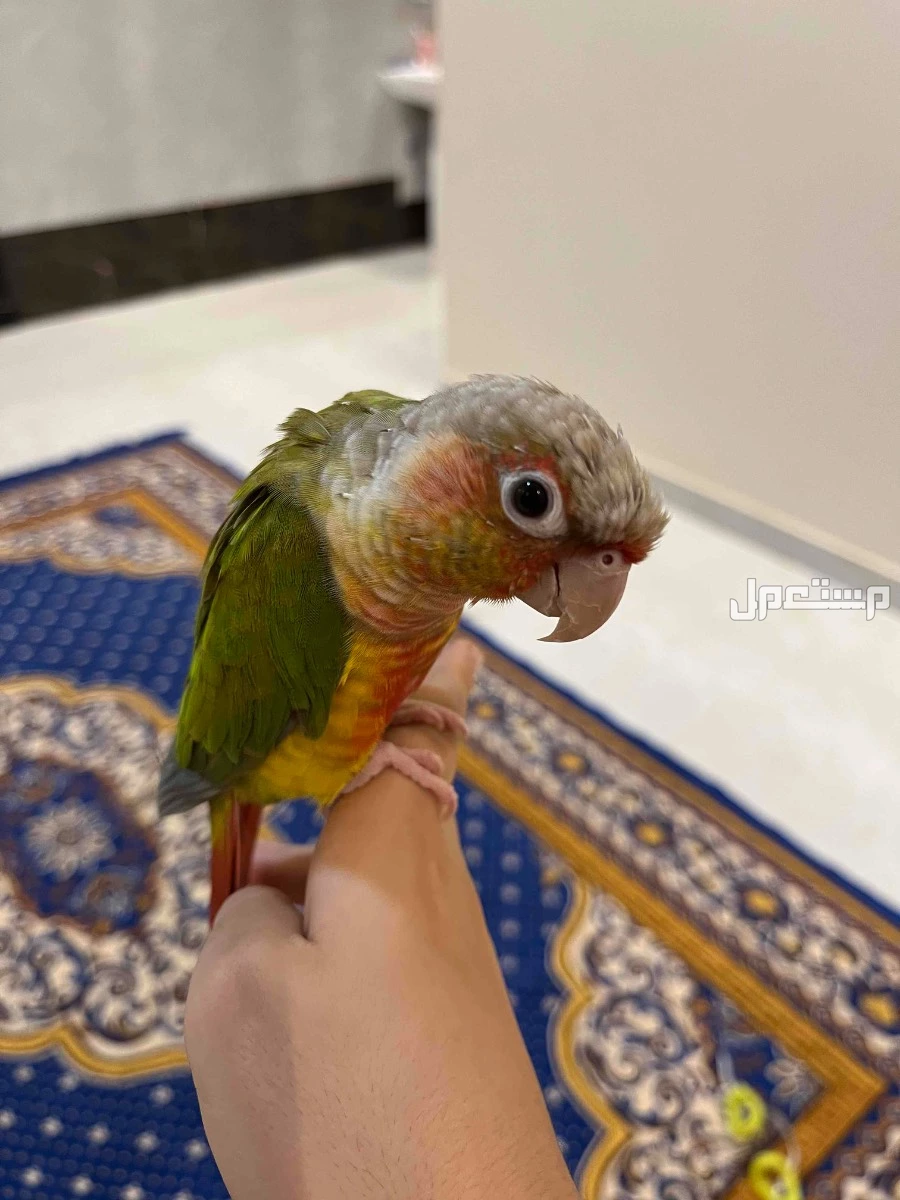 صن كنيور اناناس لعوب وجميل ذكر البيع بألف ريال مع جميع ملحقاته القفص والغذاء ويوجد مرجيحه له الموقع جازان
