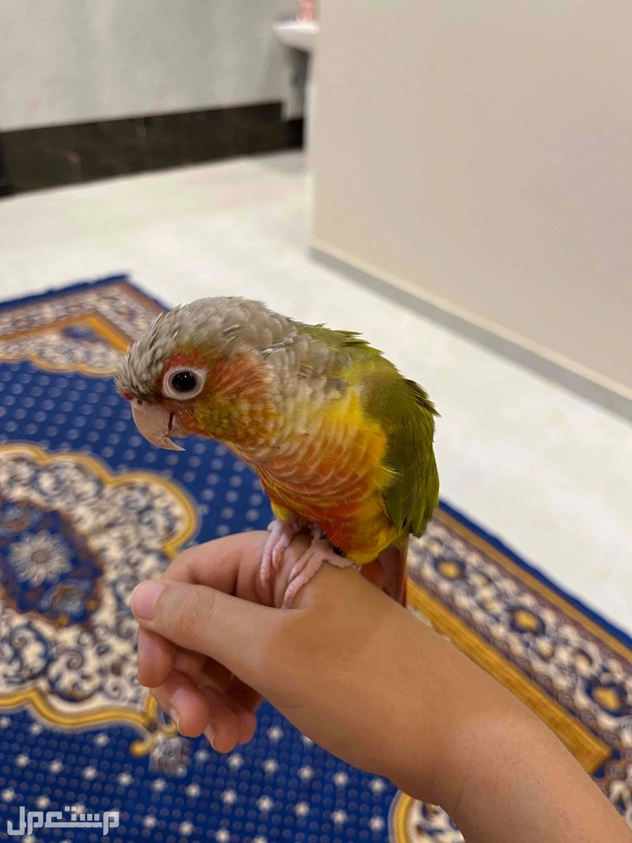 صن كنيور اناناس لعوب وجميل ذكر البيع بألف ريال مع جميع ملحقاته القفص والغذاء ويوجد مرجيحه له الموقع جازان