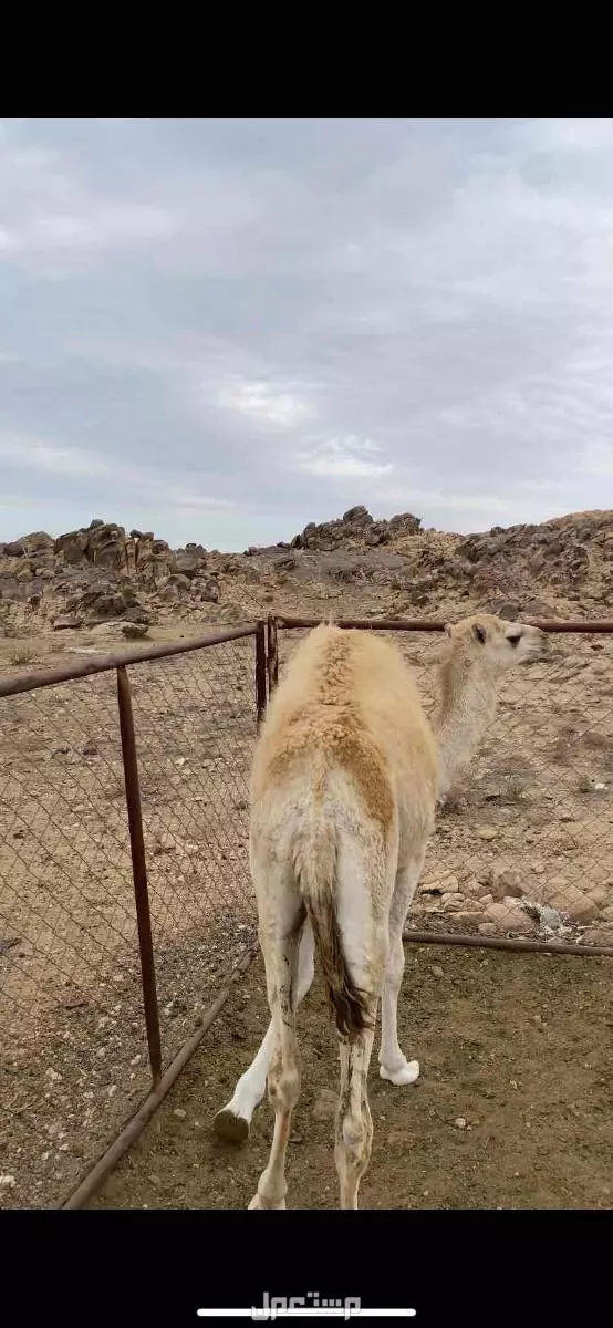 سراه  في سراة عبيد بسعر 0 ريال سعودي