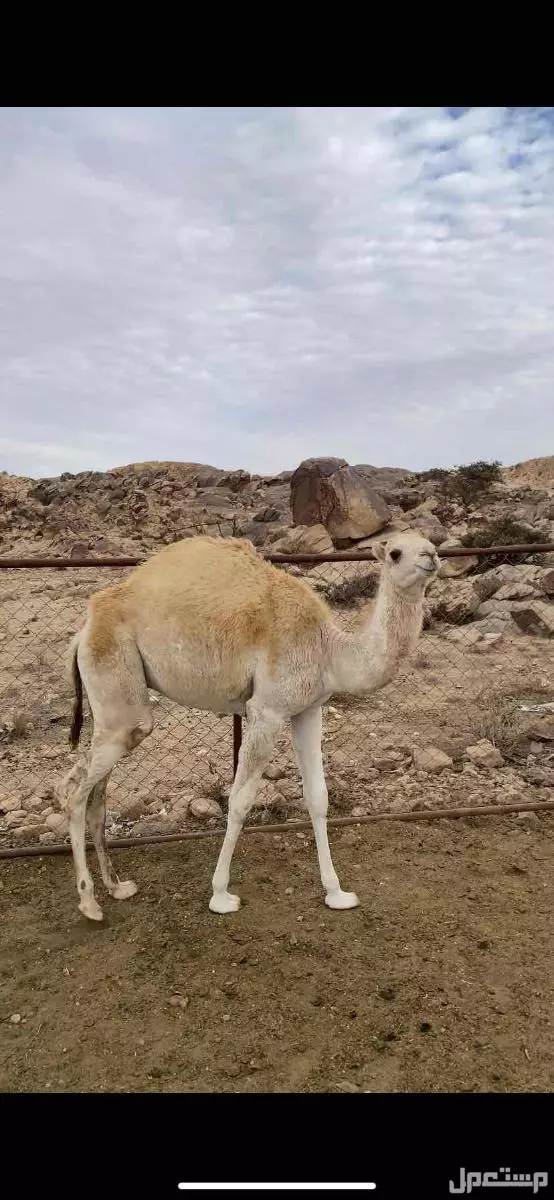 سراه  في سراة عبيد بسعر 0 ريال سعودي