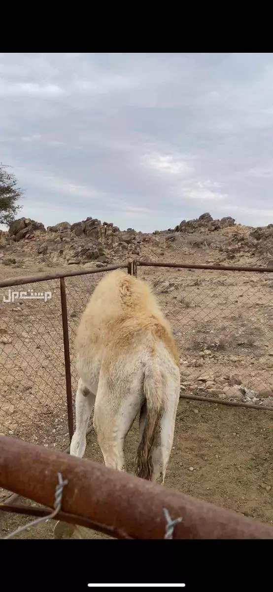 سراه  في سراة عبيد بسعر 0 ريال سعودي