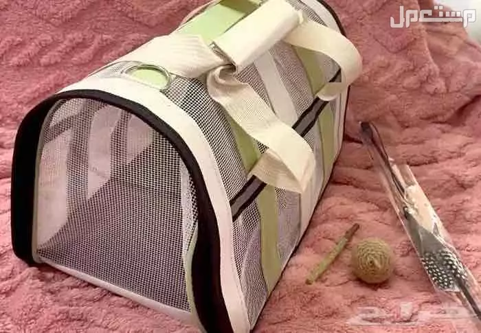 قطط كيتن للبيع  في جدة بسعر 550 ريال سعودي