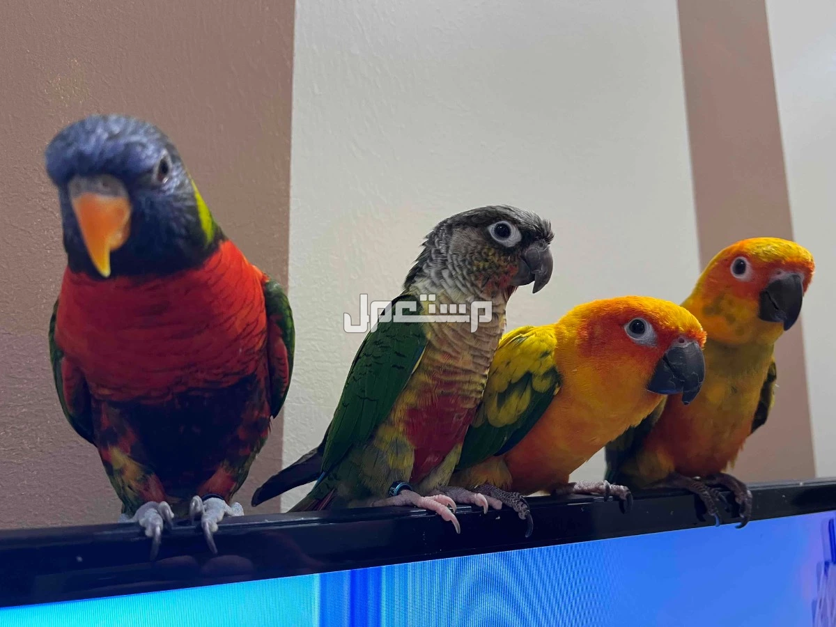 للبيع ببغاء صانكانيور وكانيور ولوري
