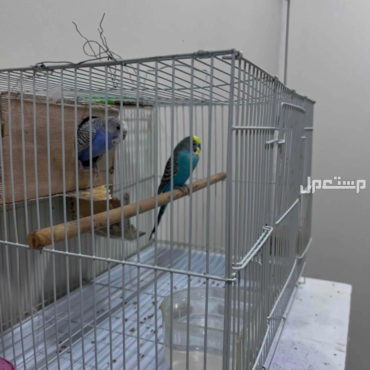 طيور البادجي  في شرورة بسعر 100 ريال سعودي