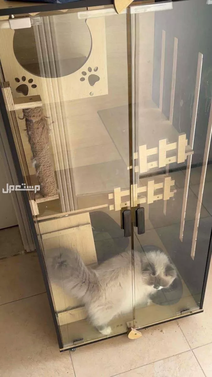 قطه للبيع الخبر انثى معلومات موجوده