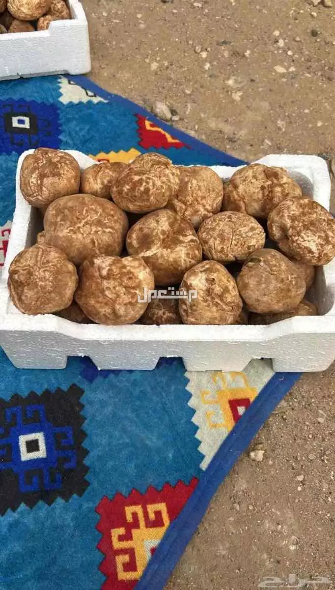 فقع بلدي زبيدي  في الرياض بسعر 150 ريال سعودي الرياض لقط السبت