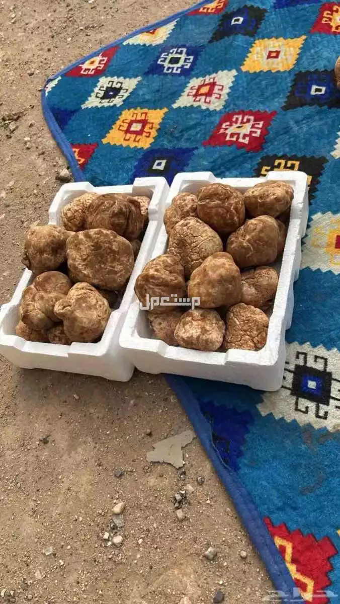 فقع بلدي زبيدي  في الرياض بسعر 150 ريال سعودي الرياض لقط السبت