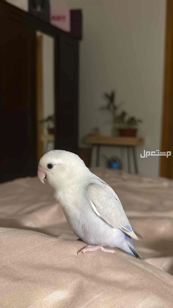 جده الخمره في جدة بسعر 500 ريال سعودي
