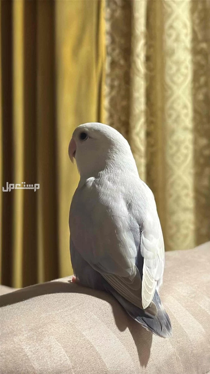جده الخمره في جدة بسعر 500 ريال سعودي