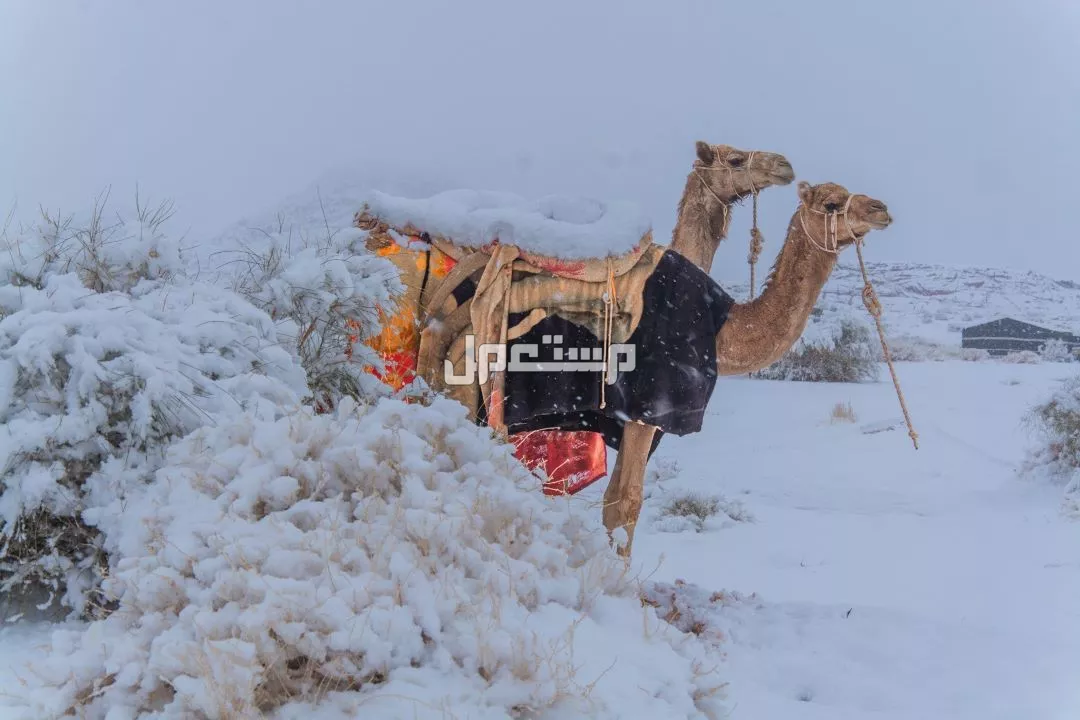 موعد برد العجوز 2025 في السعودية.. آخر موجات الشتاء موعد برد العجوز 2025 في السعودية