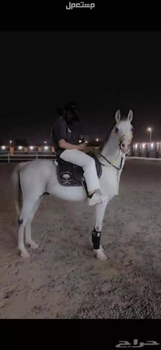 للبيع حصان شعبي فاخر  في صامطة بسعر 6500 ريال سعودي