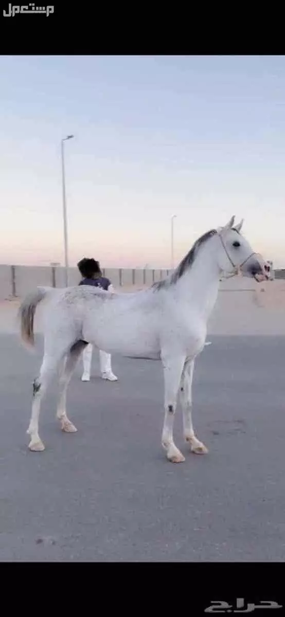 للبيع حصان شعبي فاخر  في صامطة بسعر 6500 ريال سعودي