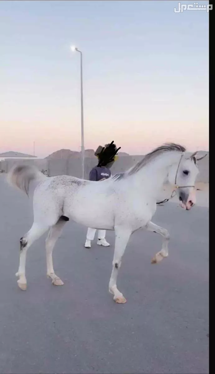 للبيع حصان شعبي فاخر  في صامطة بسعر 6500 ريال سعودي