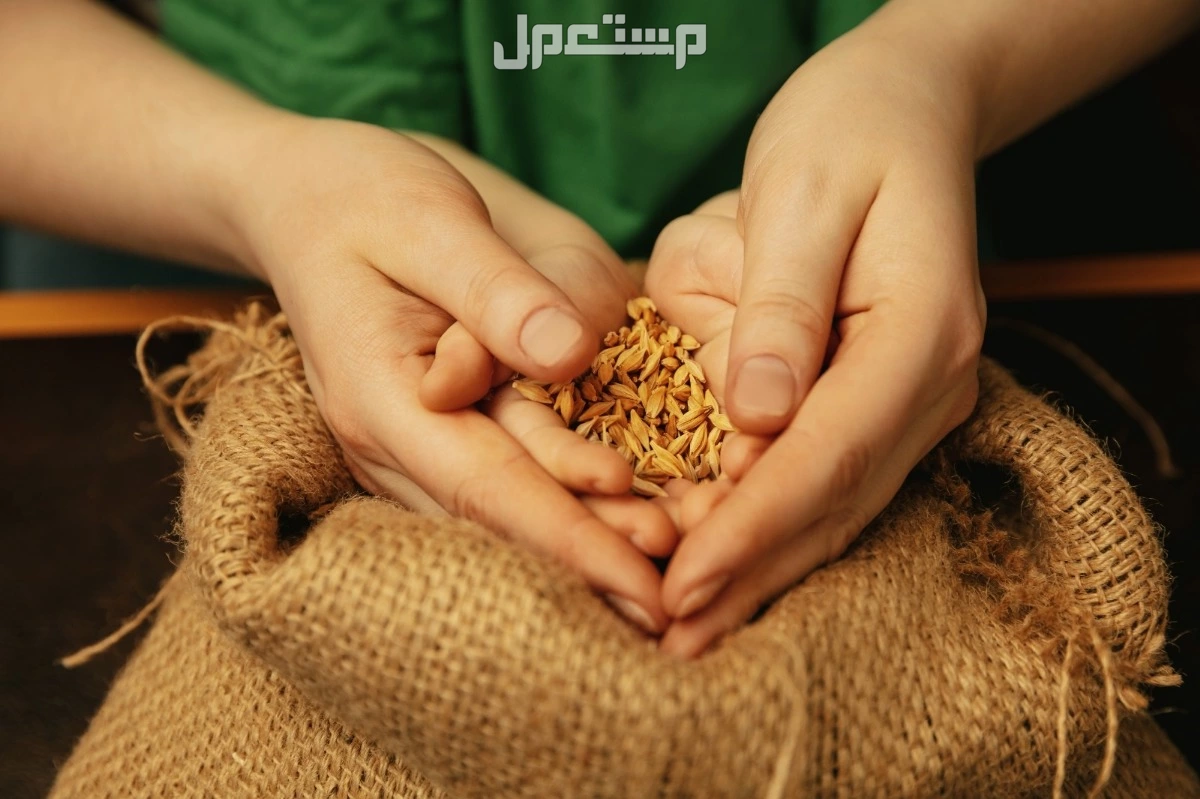 تعرف على مقدار زكاة الفطر للشخص الواحد 1446 – 2025 وأفضل وقت لإخراجها موعد اخراج زكاة الفطر