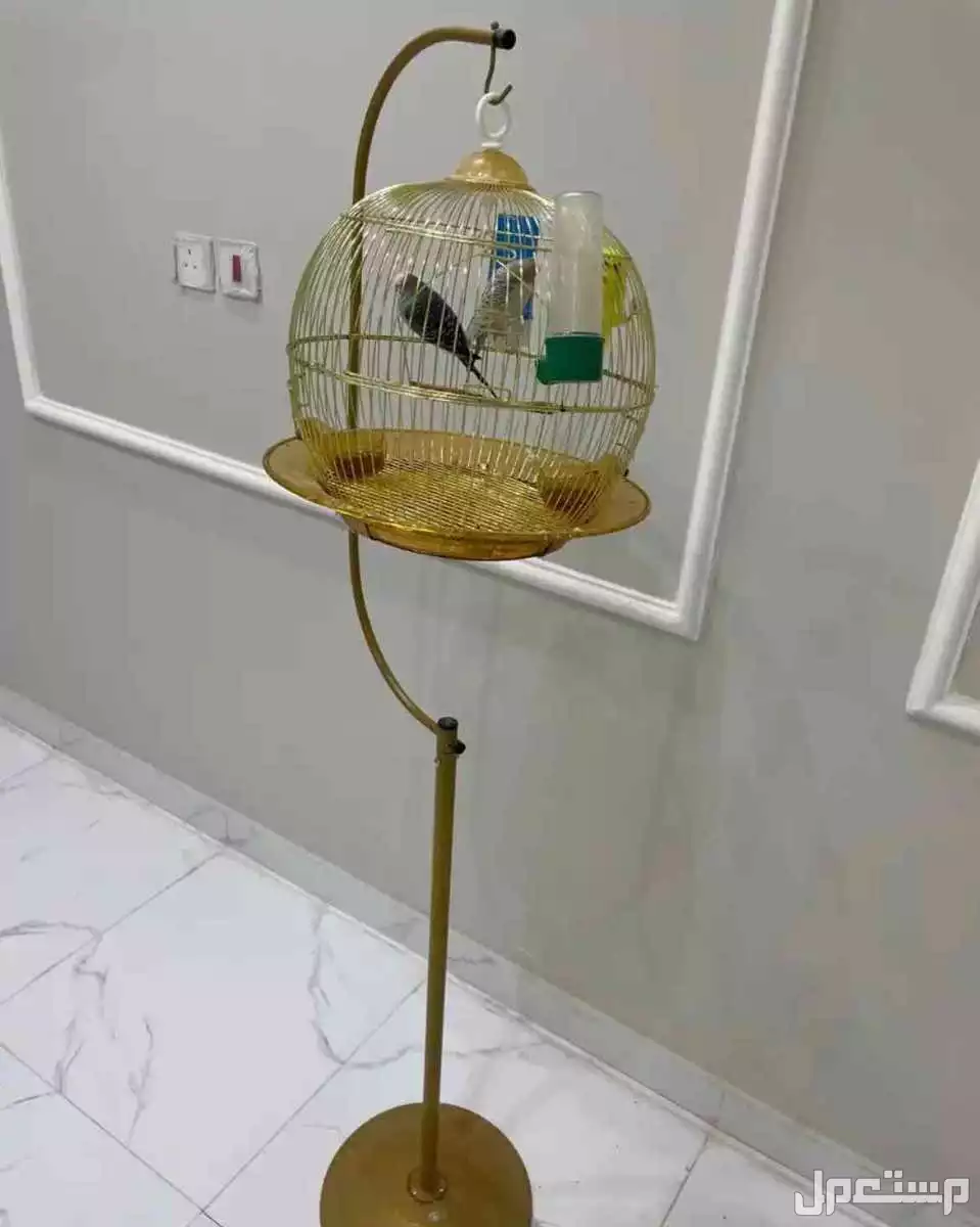 طيور حب مع قفص ثلاث طيور واحد ذكر واثنين انتثى مع اكل يكفيها شهر