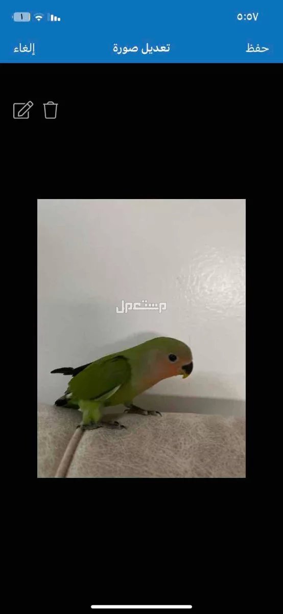 للبيع طير روز اليف في عنيزه  في عنيزة بسعر 500ريال سعودي