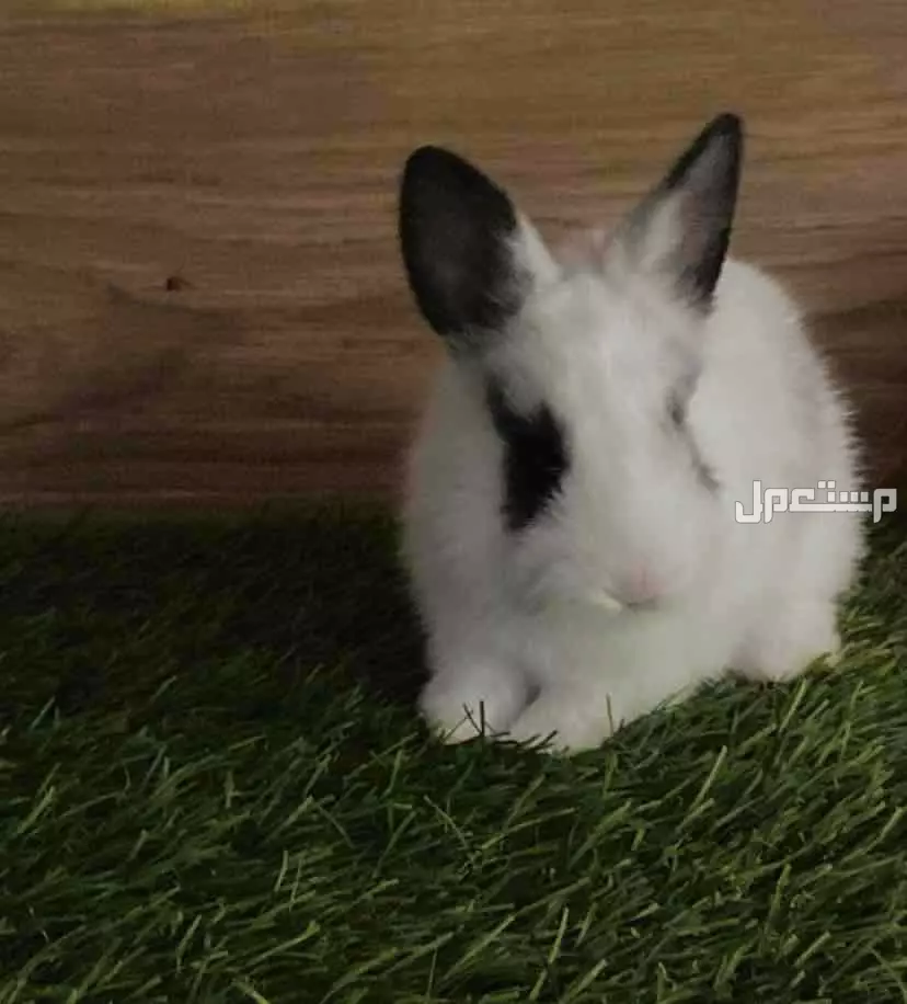 للبيع ارانب هوتوت قزميه اليفه عمر شهر الصامل يجي فقط