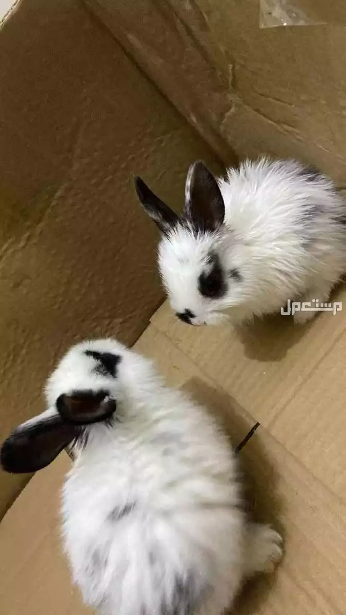 للبيع ارانب هوتوت قزميه اليفه عمر شهر الصامل يجي فقط