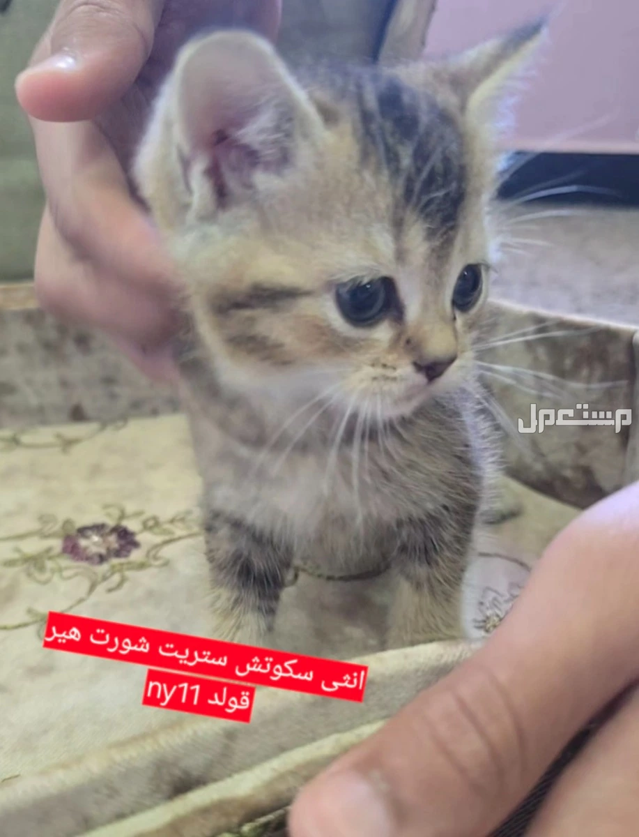 سكوتش فولد كتن شهر ونصف للبيع في جدة