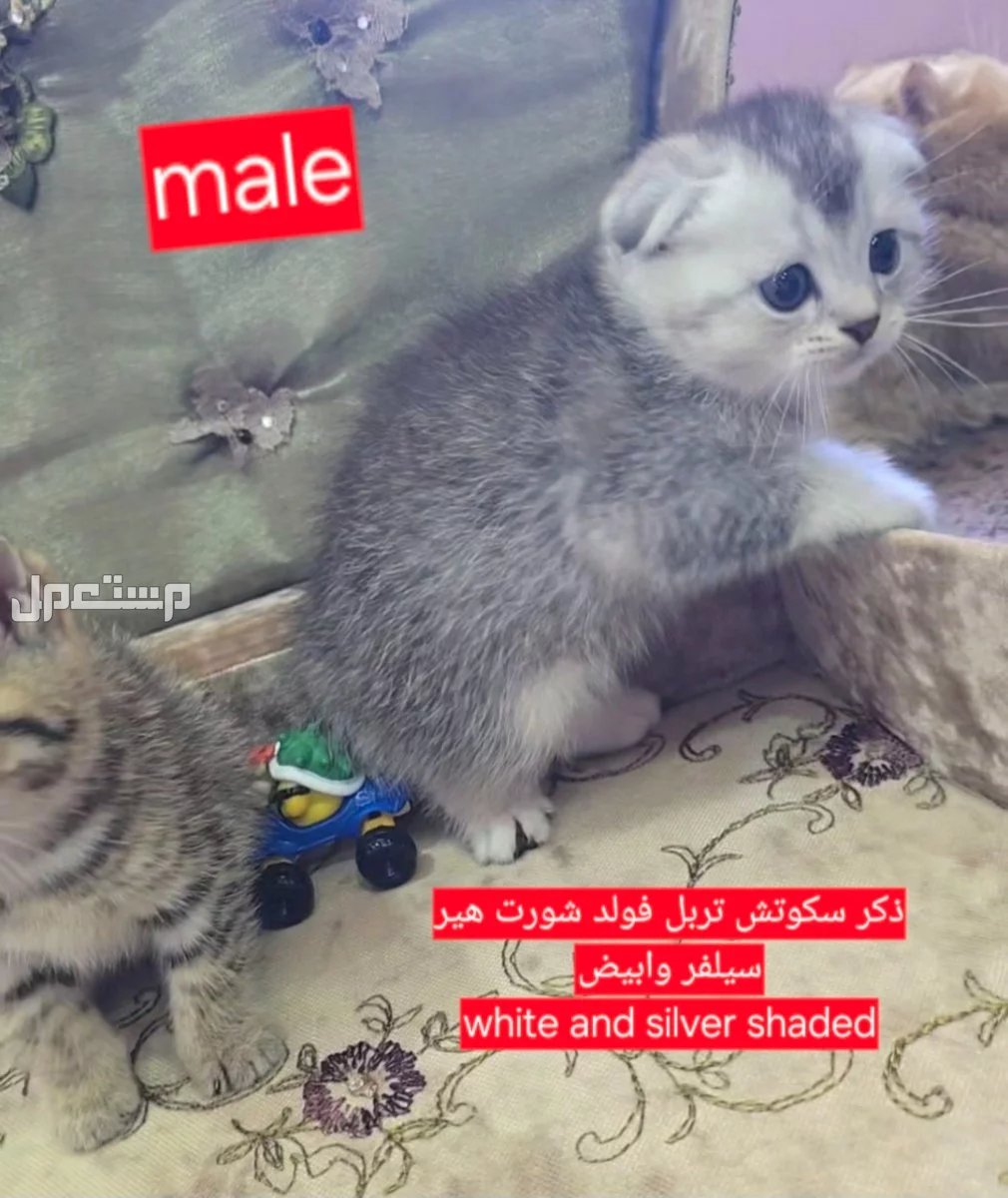 سكوتش فولد كتن شهر ونصف للبيع في جدة