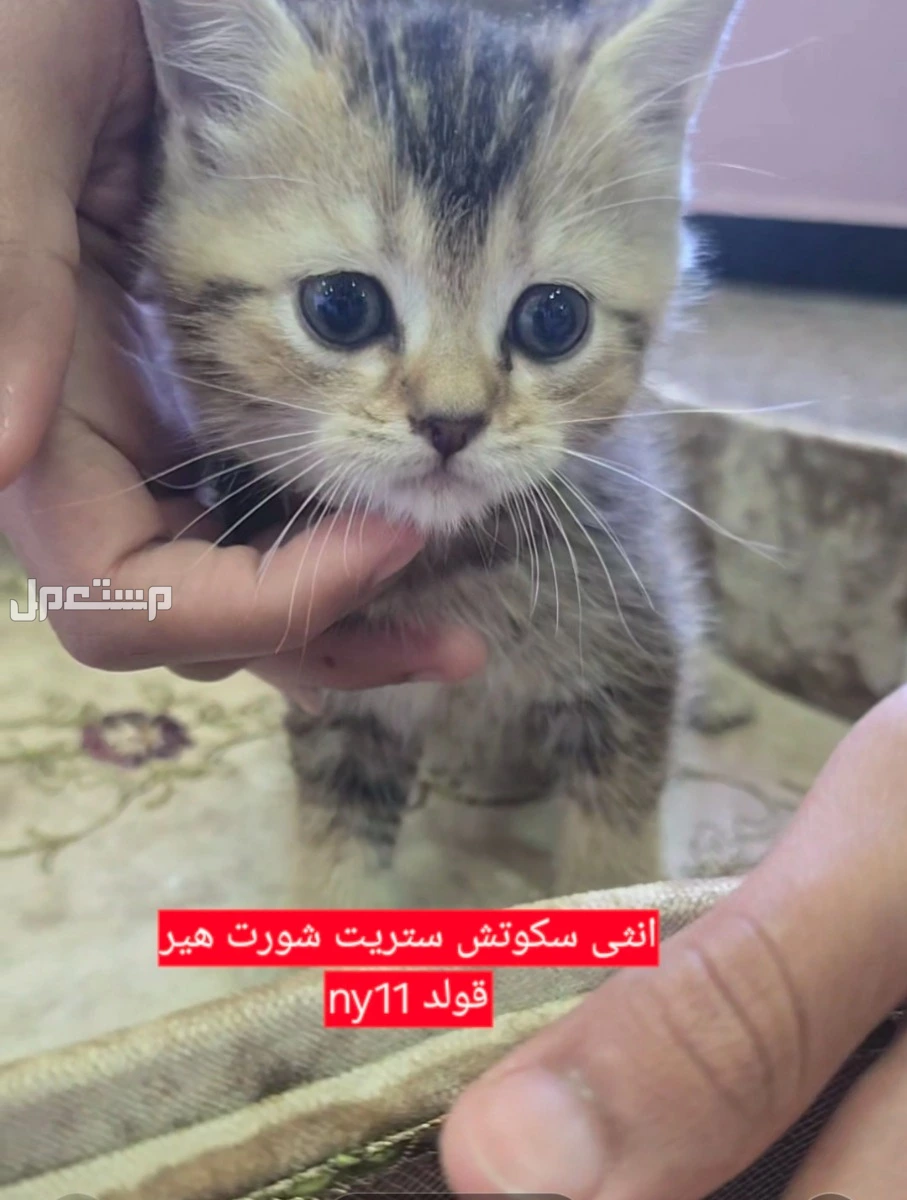 سكوتش فولد كتن شهر ونصف للبيع في جدة