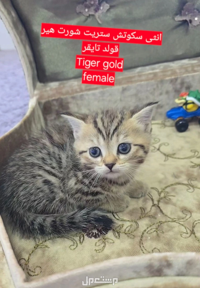 سكوتش فولد كتن شهر ونصف للبيع في جدة
