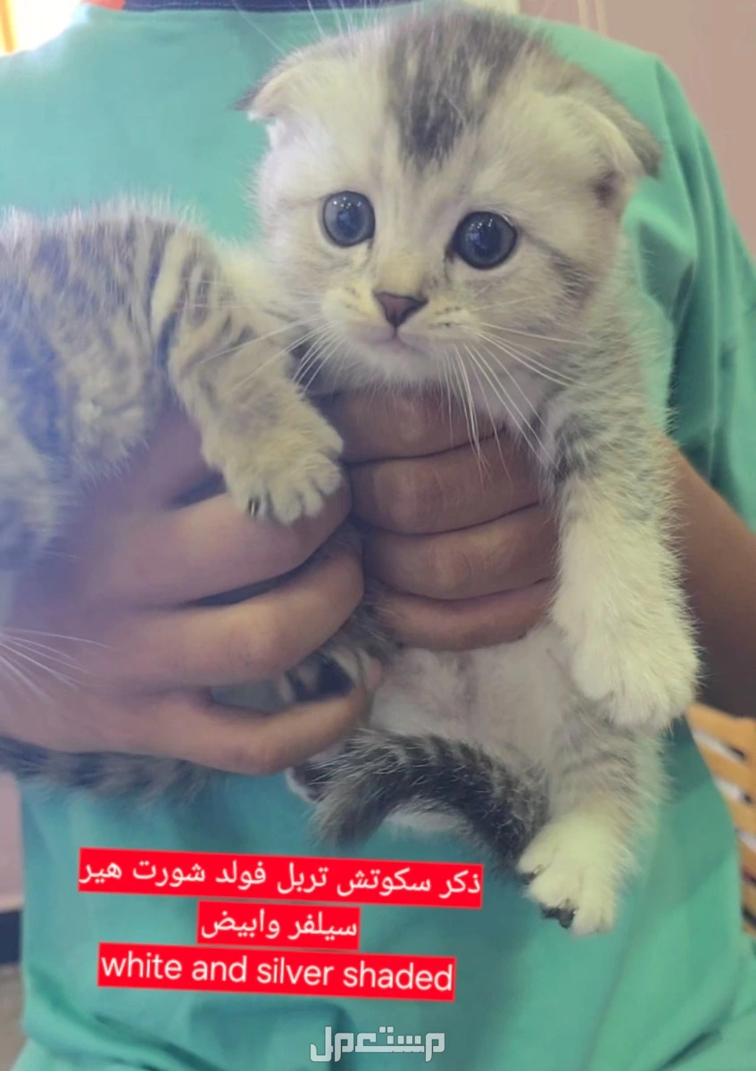 سكوتش فولد كتن شهر ونصف للبيع في جدة
