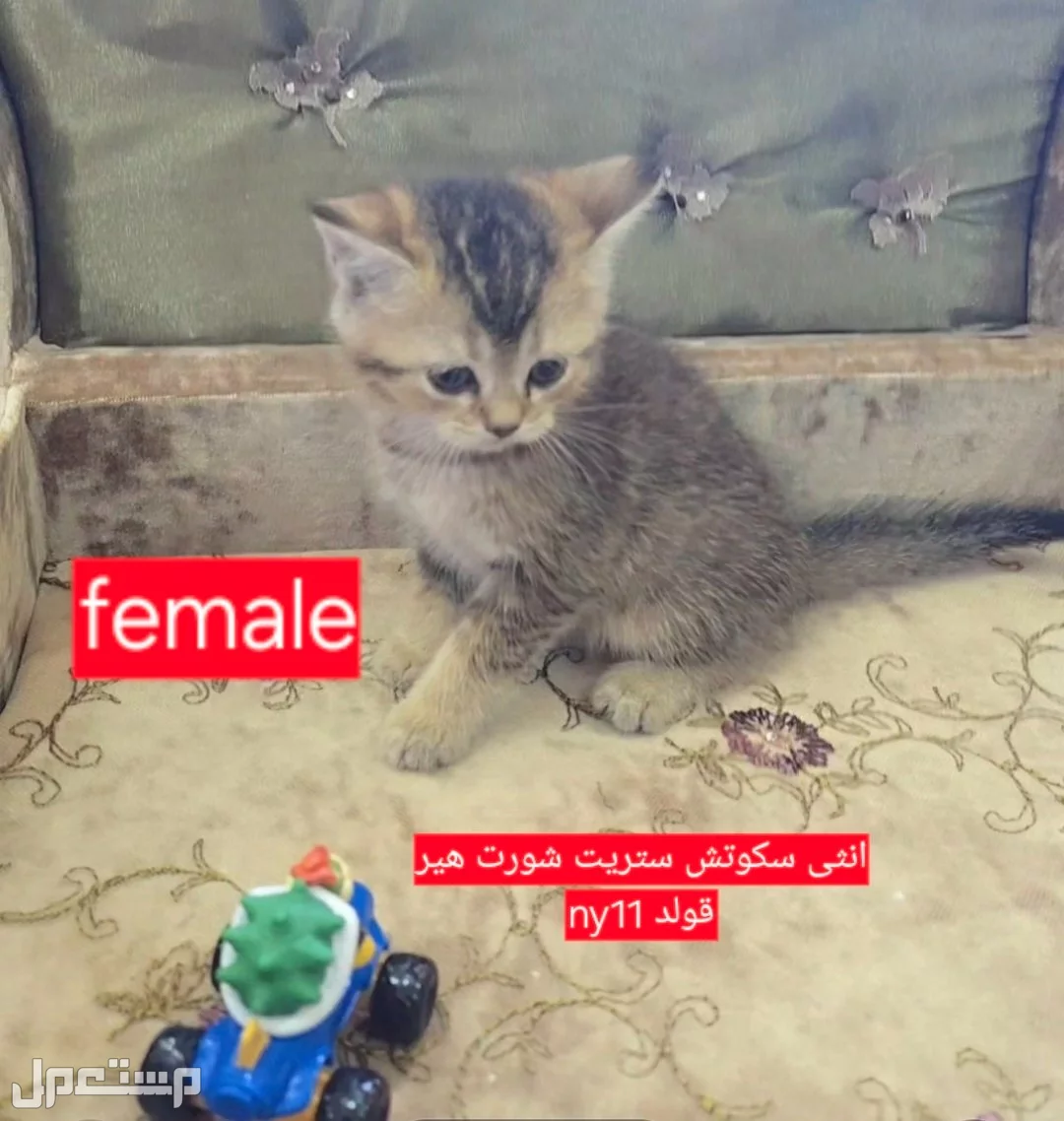 سكوتش فولد كتن شهر ونصف للبيع في جدة