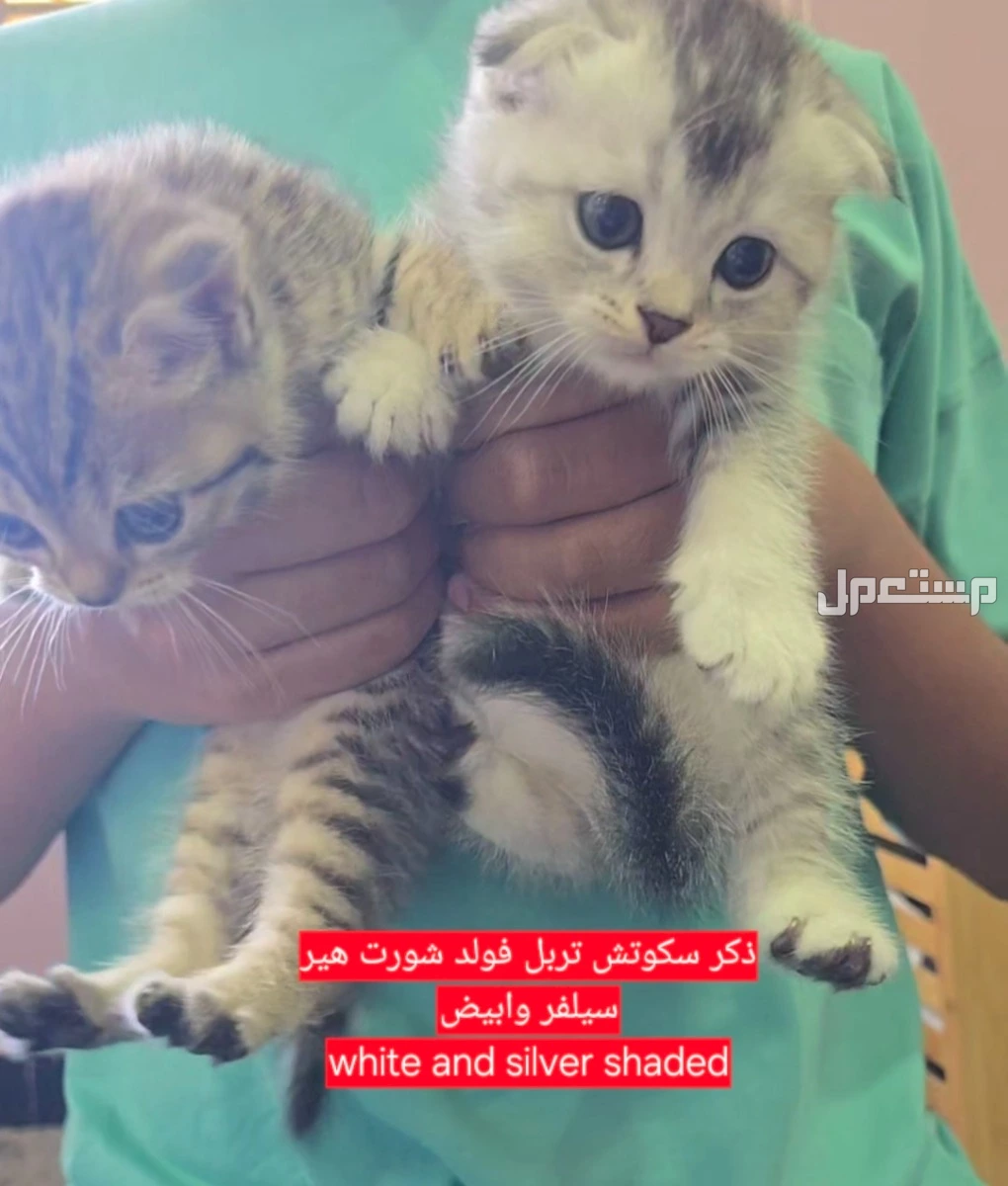 سكوتش فولد كتن شهر ونصف للبيع في جدة