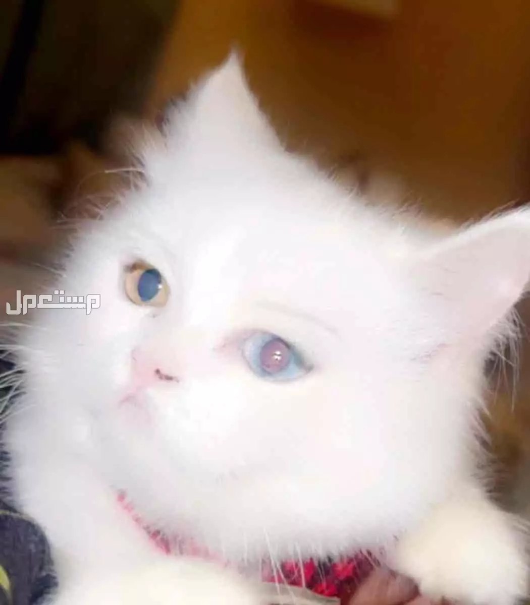 للبيع قطه جميله بيضا في جده بالف ريال