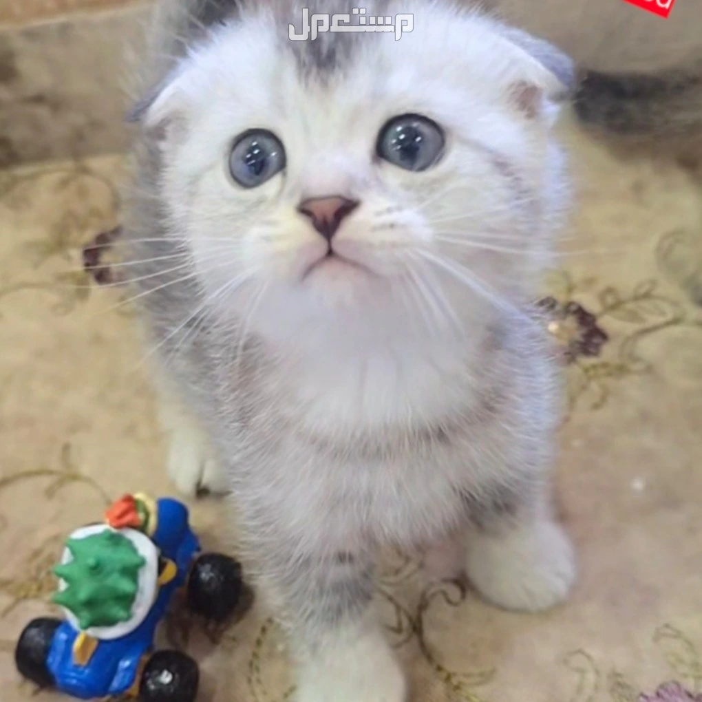 سكوتش بيور كتن 37 يوم للبيع جده